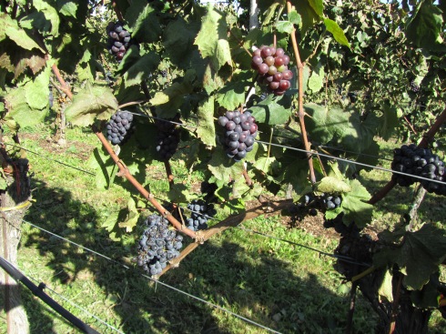 vineyards_01_blue grapes